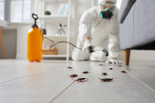 Post-Treatment Bed Bug Interceptor Monitoring in Pierce City